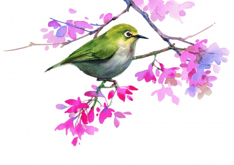 站立在树梢的鸟彩绘图片(15张)