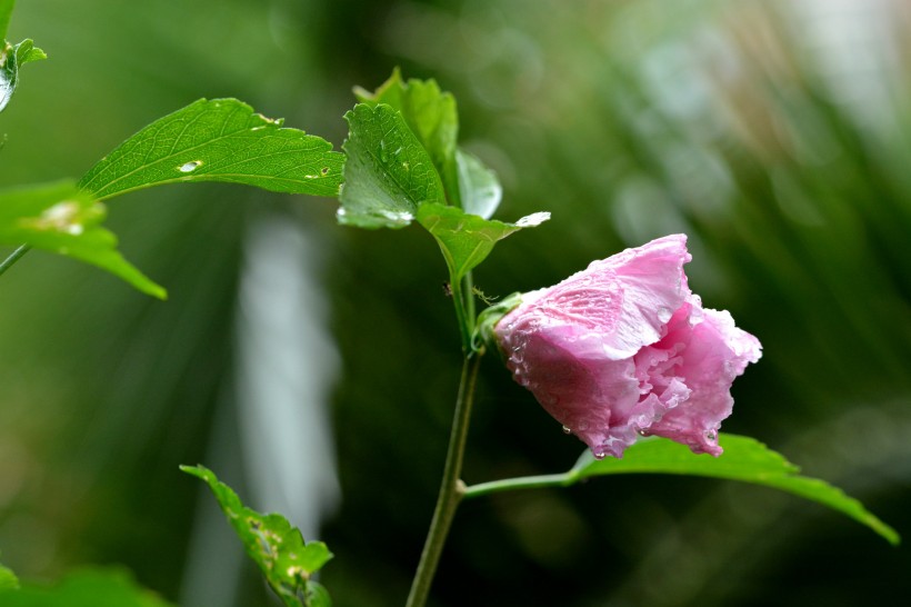 雨后木芙蓉图片(5张)