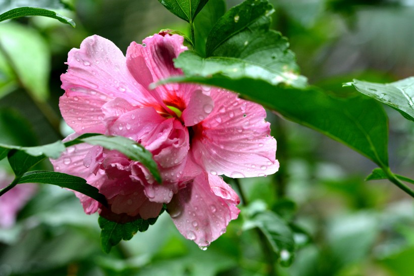 雨后木芙蓉图片(5张)