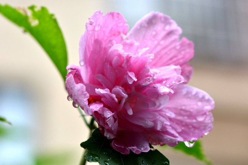 雨后木芙蓉图片(5张)