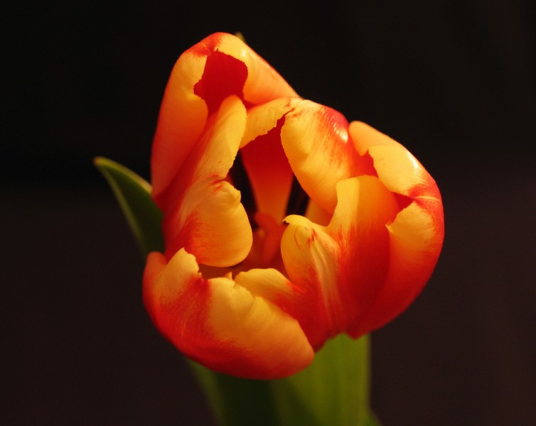 一朵美丽的郁金香图片(15张)