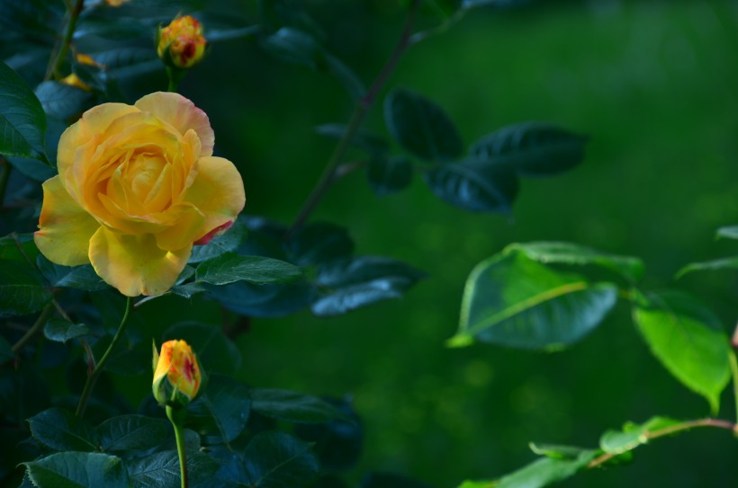 月季花图片(10张)