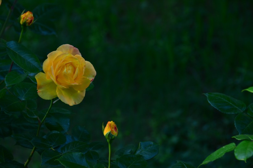 月季花图片(10张)