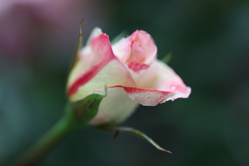 雨后月季花图片(9张)