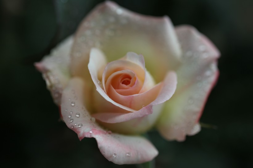 雨后月季花图片(9张)