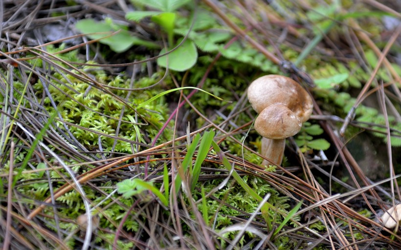 蘑菇图片(8张)