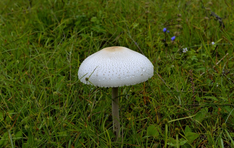 蘑菇图片(8张)