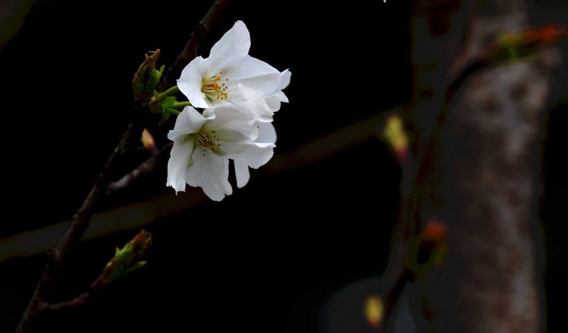 樱桃花图片(9张)