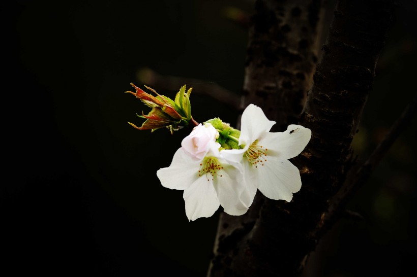 樱桃花图片(9张)