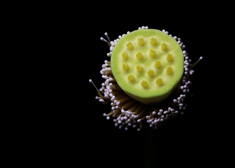 萍蓬草花图片(13张)