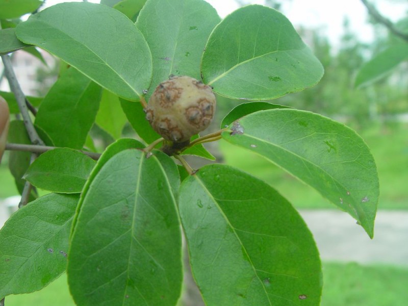 阿丁枫植物图片(6张)