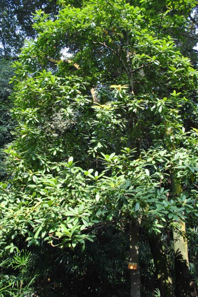 阿丁枫植物图片(6张)