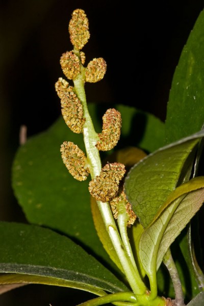 阿丁枫植物图片(6张)