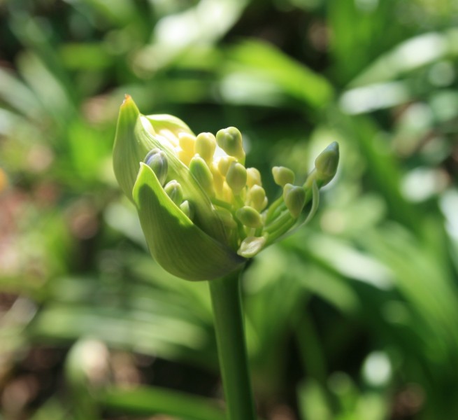 百子莲花卉图片(11张)