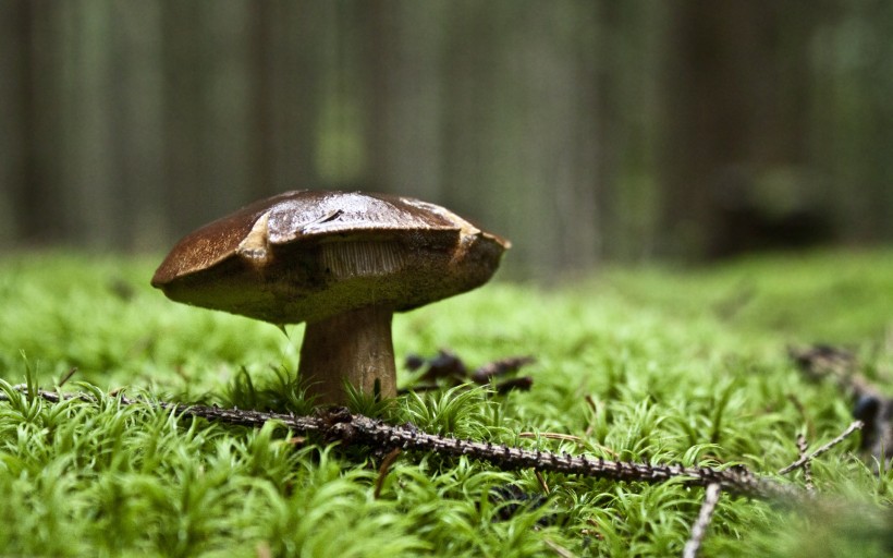 树林里的蘑菇图片(11张)