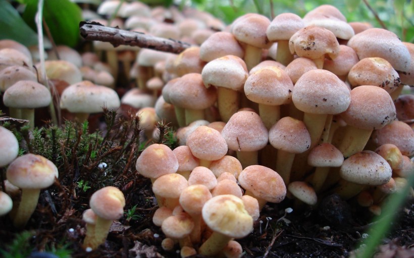 树林里的蘑菇图片(11张)