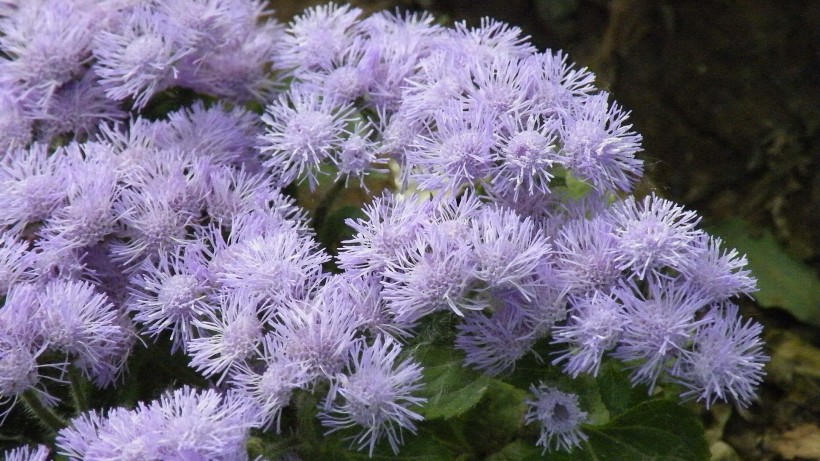 紫色藿香蓟花卉图片(23张)