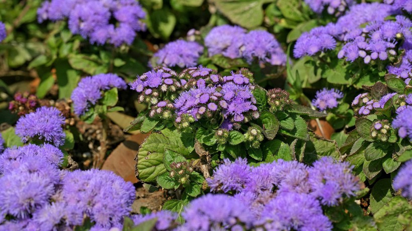 紫色藿香蓟花卉图片(23张)