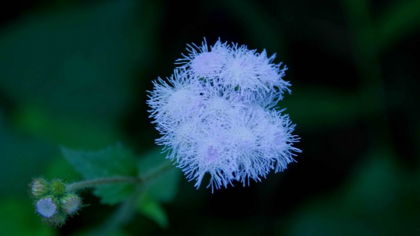 紫色藿香蓟花卉图片(23张)