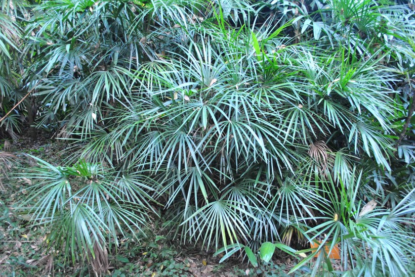 矮棕竹植物图片(4张)