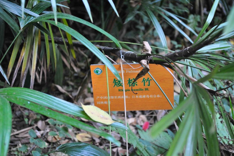 矮棕竹植物图片(4张)