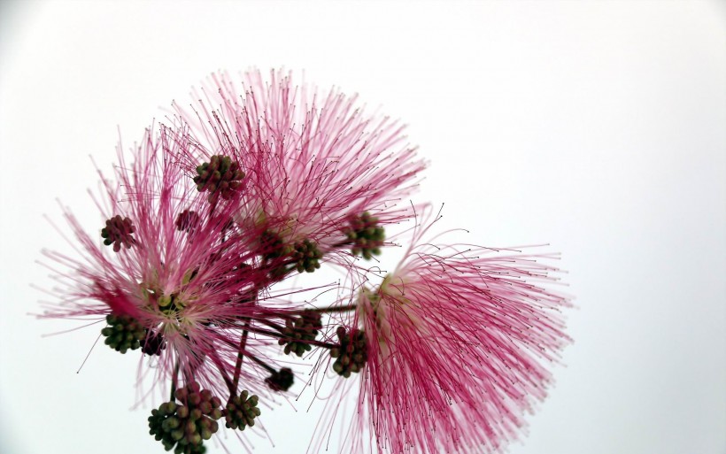 粉色毛绒绒的合欢花图片(12张)