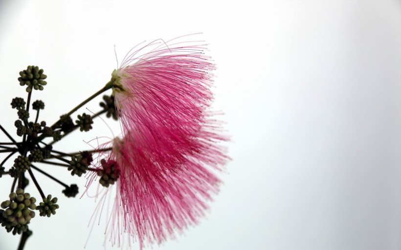 粉色毛绒绒的合欢花图片(12张)