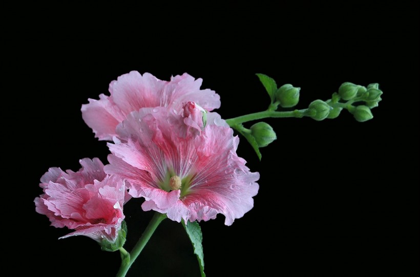 色彩浓淡相宜的蜀葵花卉图片(6张)
