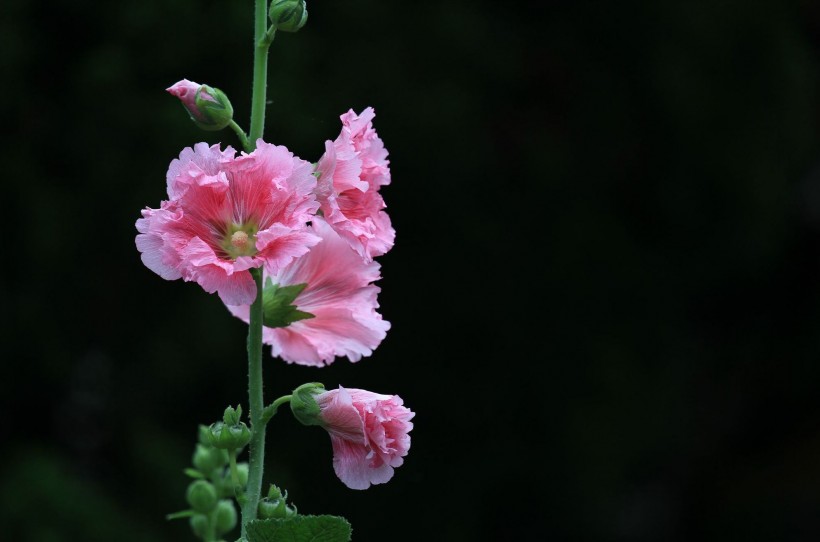 色彩浓淡相宜的蜀葵花卉图片(6张)