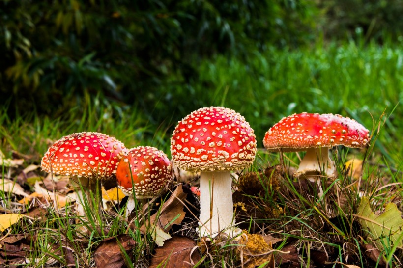 红色毒蝇伞毒蘑菇图片(6张)