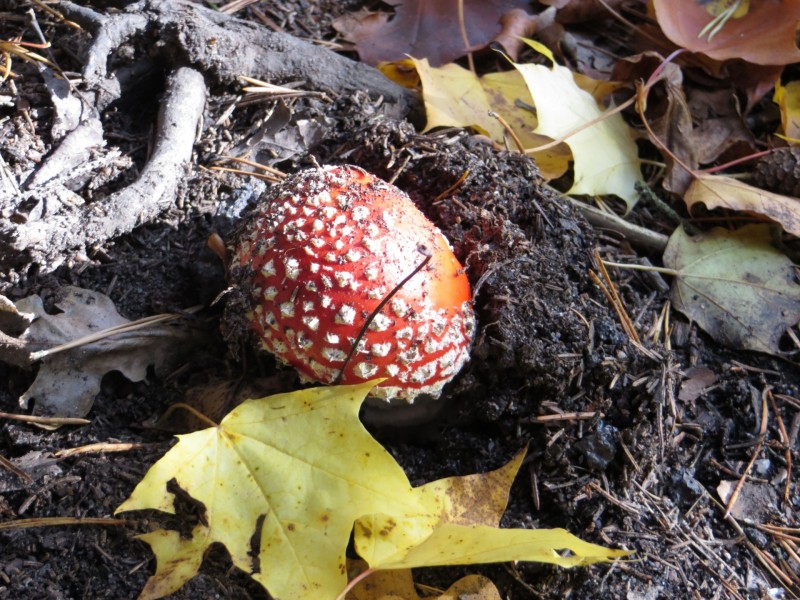 红色毒蝇伞毒蘑菇图片(6张)