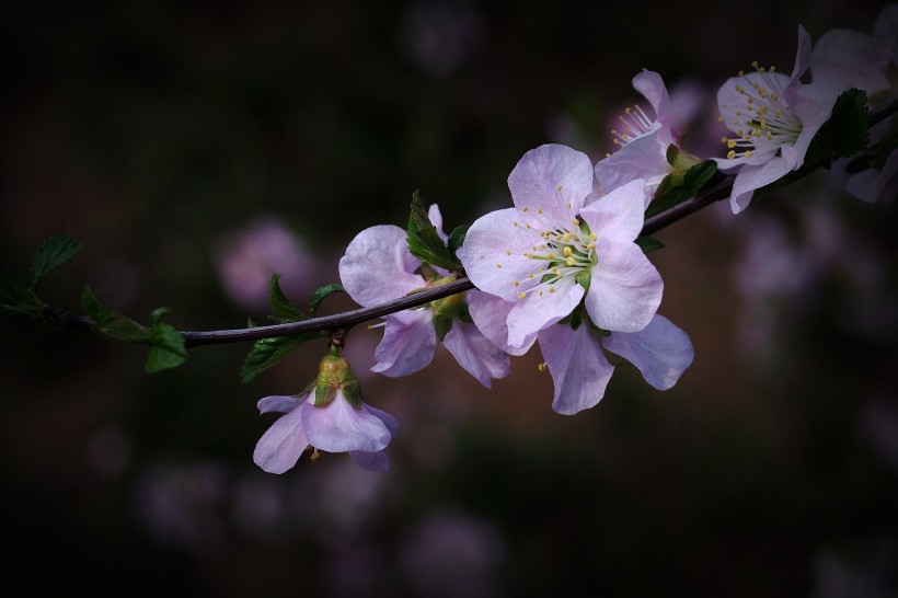 粉红色榆叶梅图片(10张)