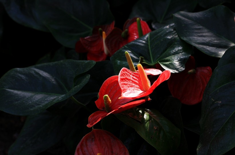 热情似火的红掌花卉图片(12张)