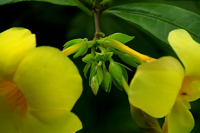 软枝黄婵花图片(11张)