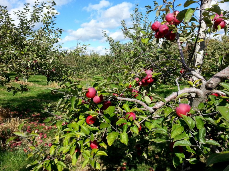 树上的苹果图片(10张)
