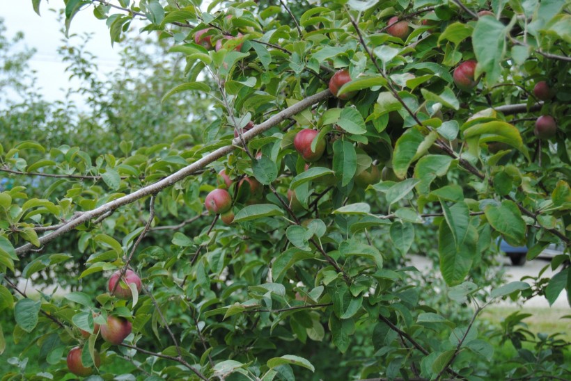 树上的苹果图片(10张)