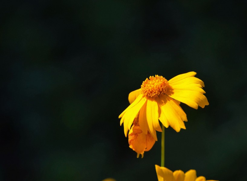 黄色金鸡菊花卉图片(21张)