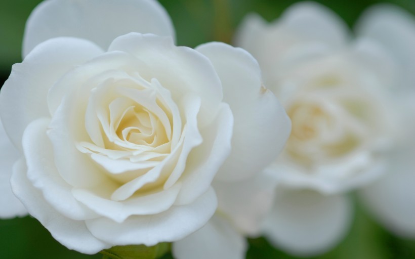 淡雅的白玫瑰图片(20张)