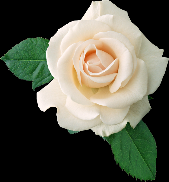 白玫瑰透明背景PNG图片(15张)