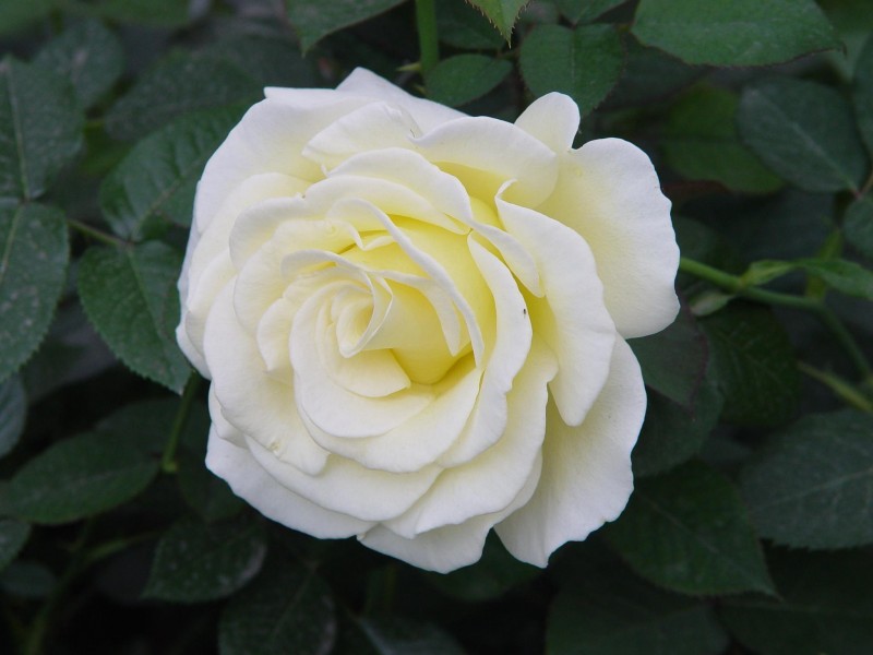 淡雅的白玫瑰图片(20张)