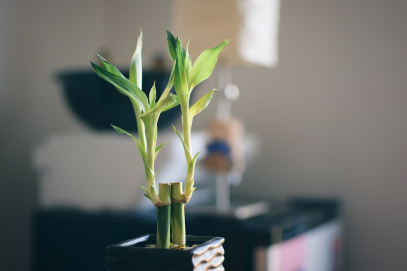 摆放在室内的植物图片(11张)