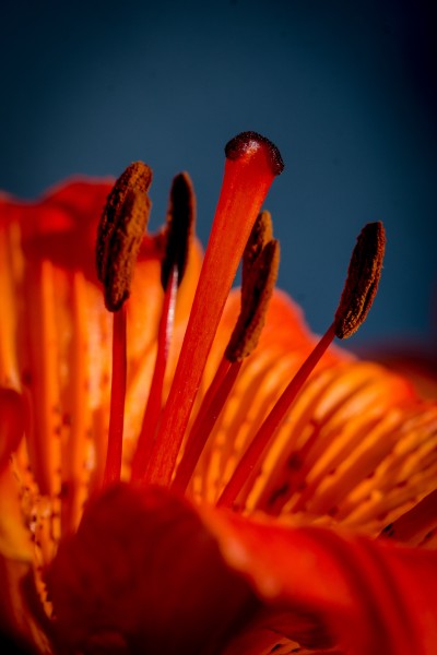 橙色百合花图片(7张)