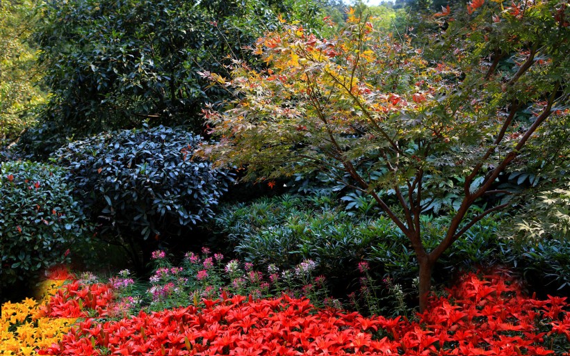 2012杭州慧因高丽寺百合花展图片(20张)