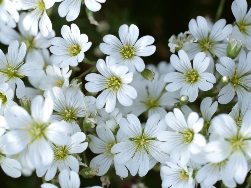 白色的菊花和郁金香图片(22张)