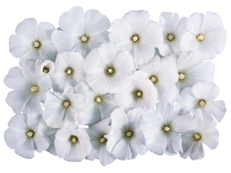 白色的菊花和郁金香图片(22张)