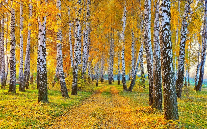 秋季金黄的白桦林图片(12张)