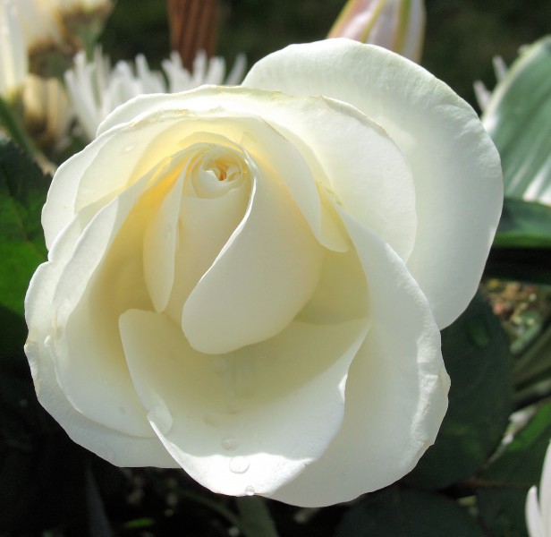 纯洁的白玫瑰图片(15张)
