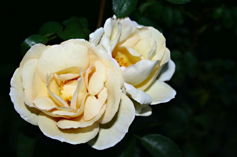纯洁的白玫瑰图片(15张)