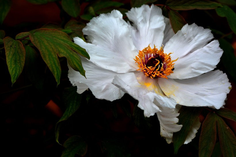 白牡丹花图片(8张)