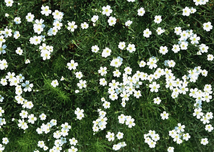 白色花丛图片(10张)